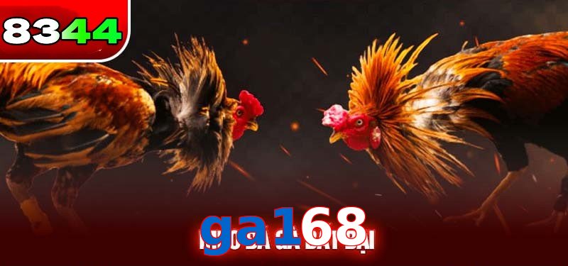 Đá gà ga168 có sức hấp dẫn